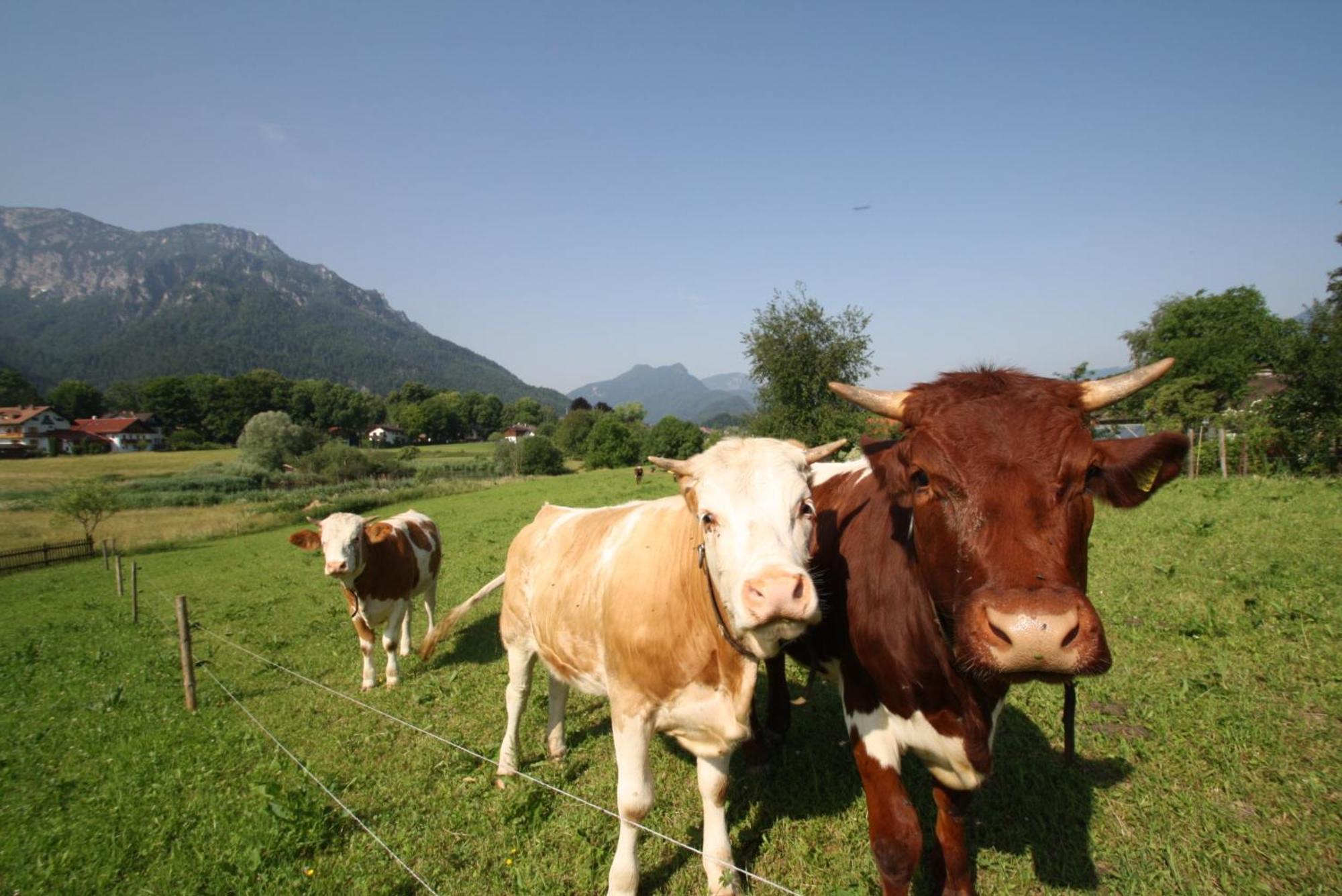 Bachbauernhof Διαμέρισμα Bayerisch Gmain Εξωτερικό φωτογραφία